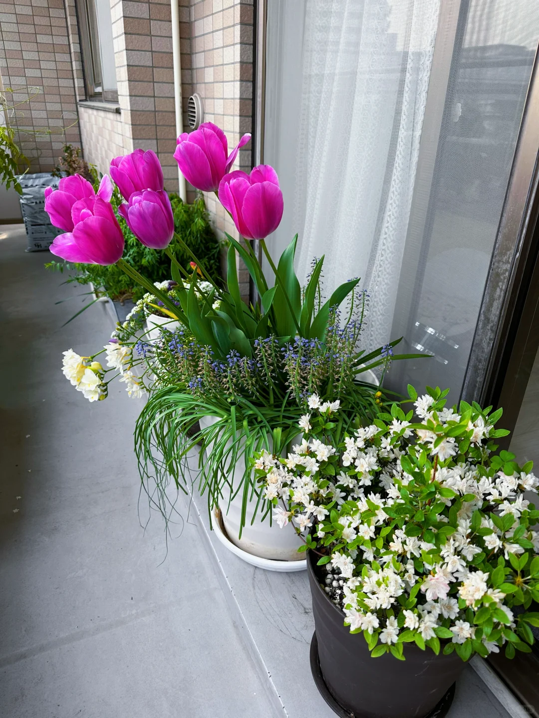 我种了一阳台的花，也不知道叫什么名字