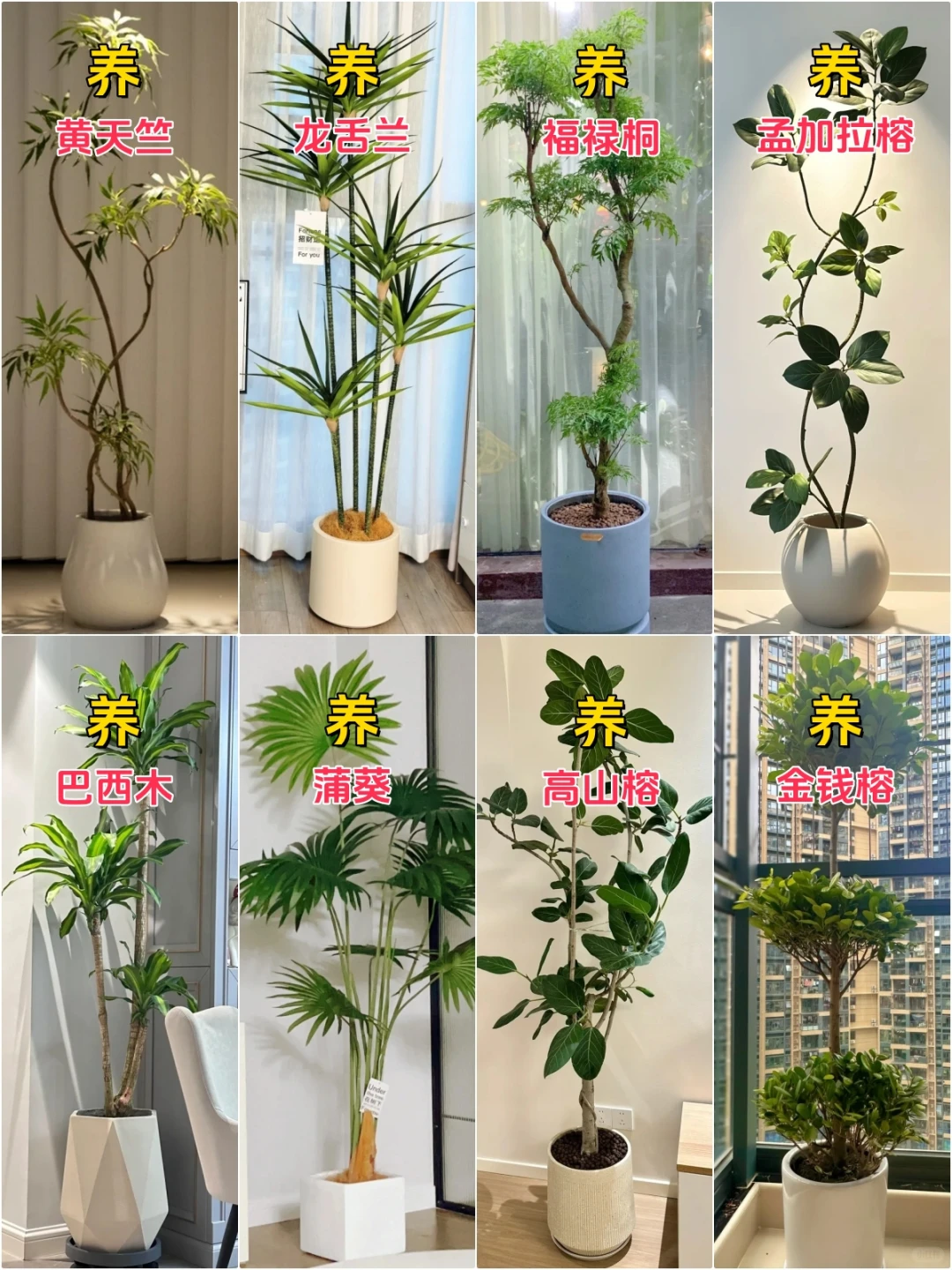 新家入住，室内网红客厅绿植推荐合集来了！