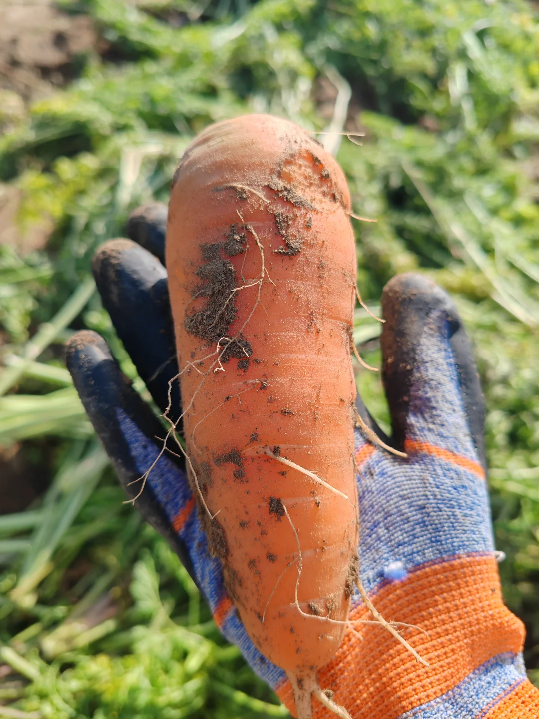 11.10?，超级营养的胡萝卜捡起来