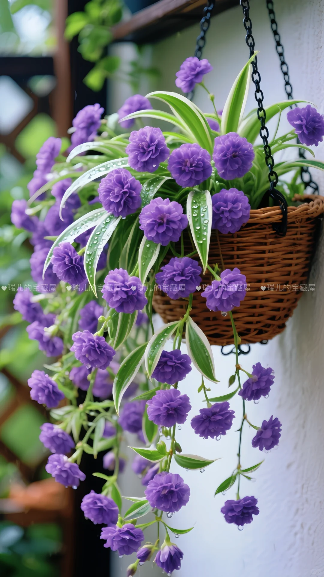 金边吊兰、太好看了吧