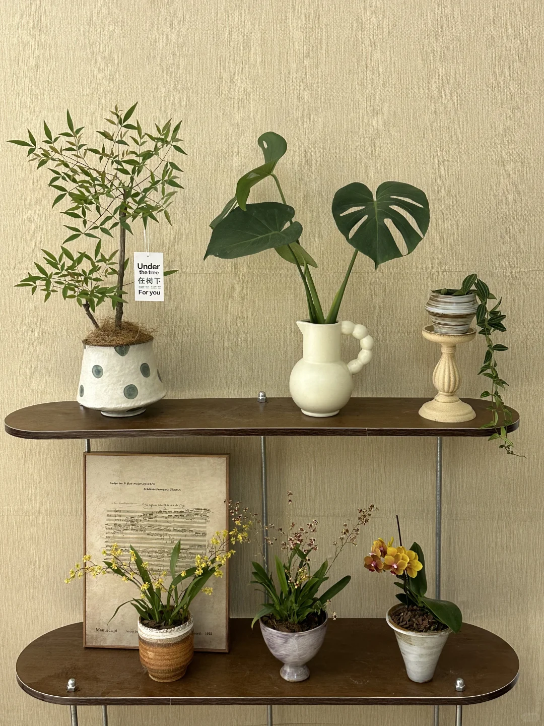 平价中古风绿植分享?