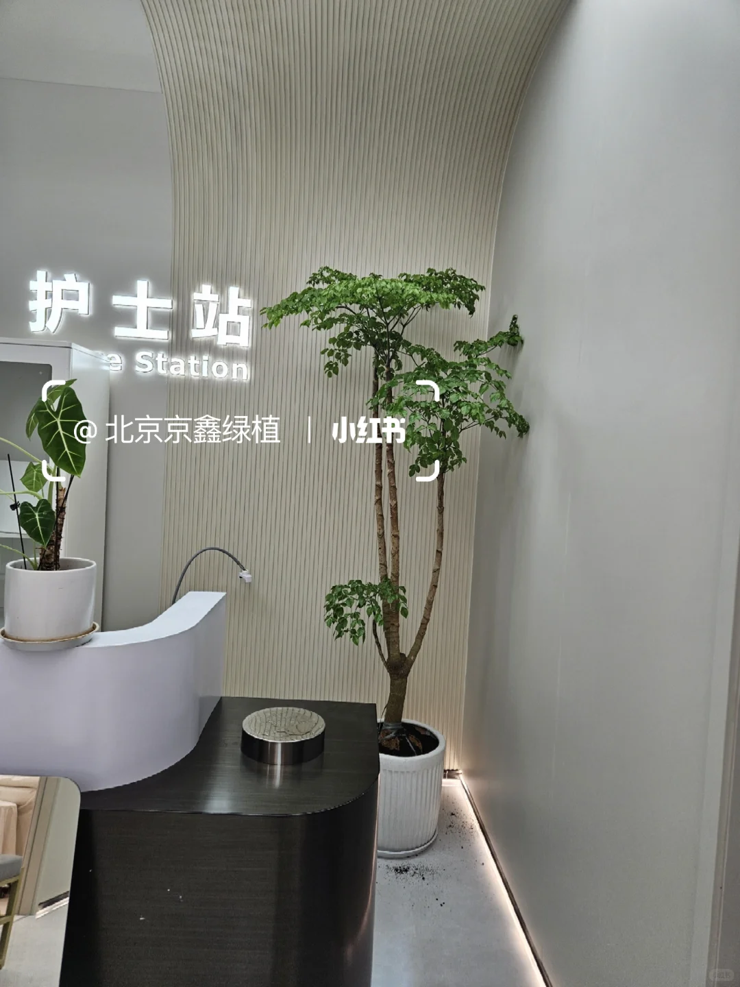 ?北京绿植租赁，绿植造景，绿植租摆