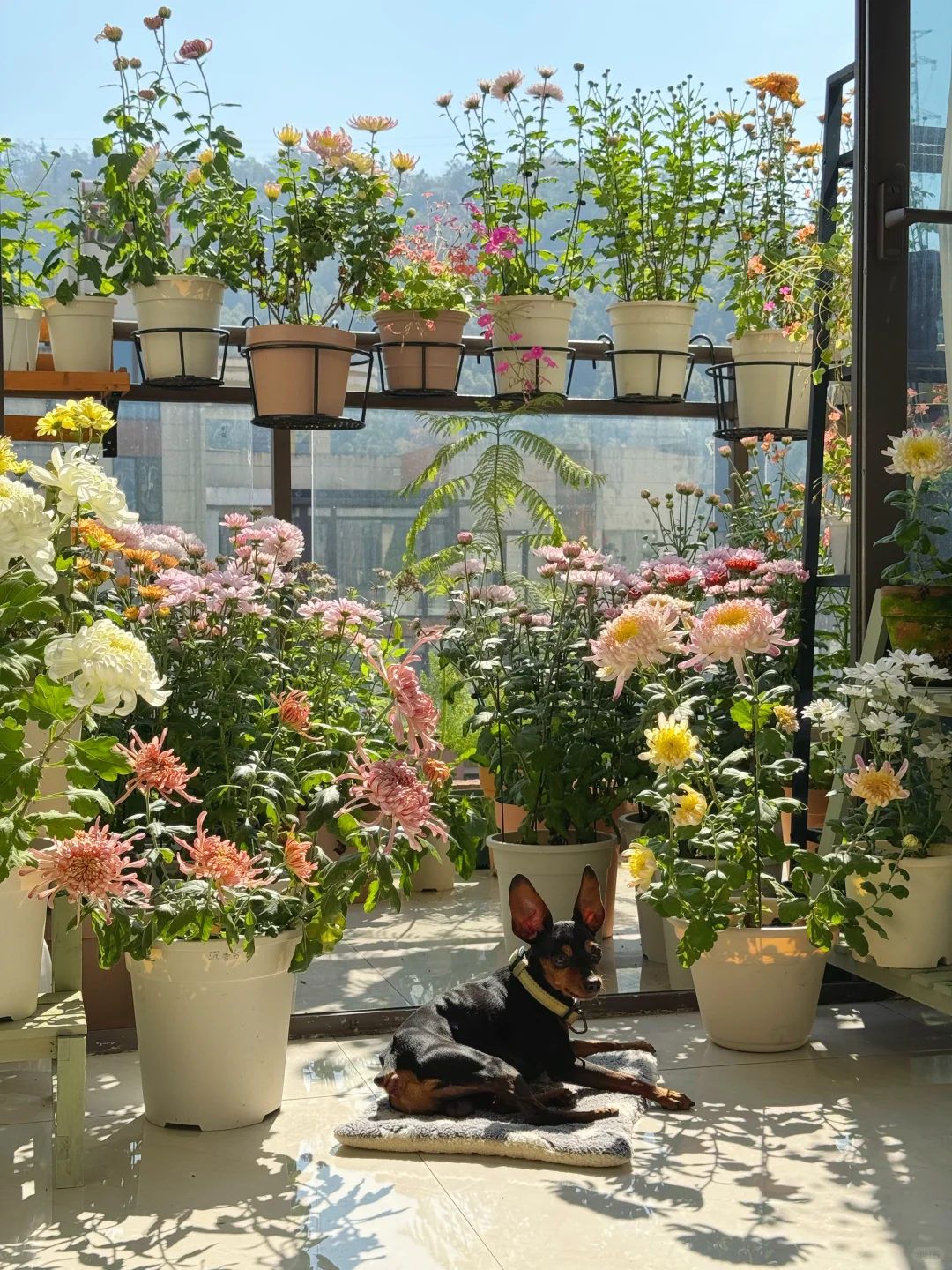 秋天被鲜花和阳光包围的阳台