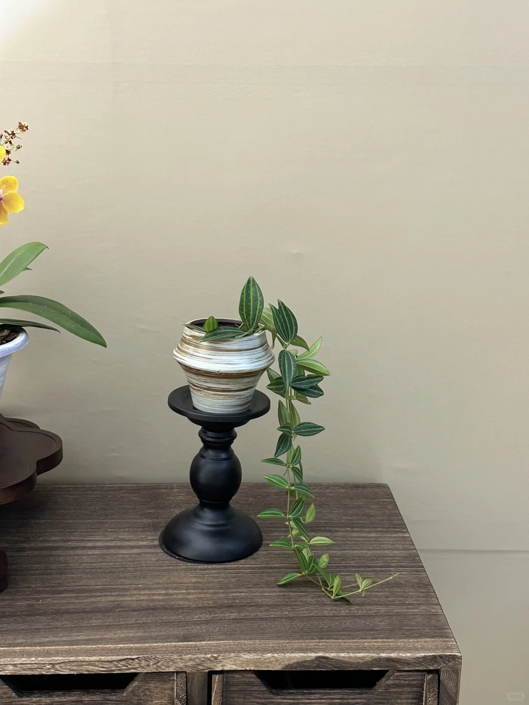 平价小众的绿植分享?