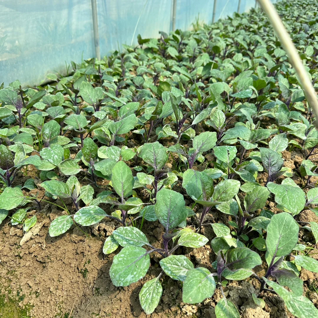 春播正在抓紧进行中?