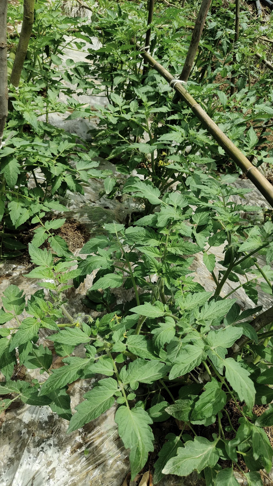 菜地各种蔬种下已经一个多月，静待开花结果