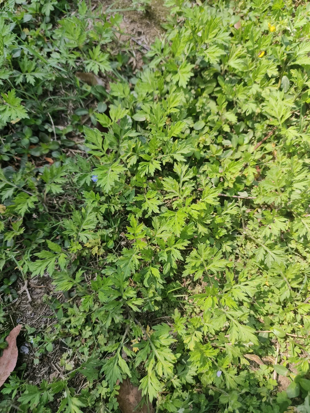 在农药公司怀孕了咋办，天天闻农药药味