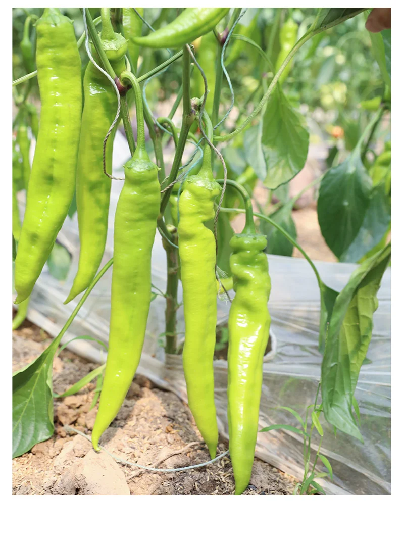 2月种菜黄金期，全品类蔬菜种植指南来啦