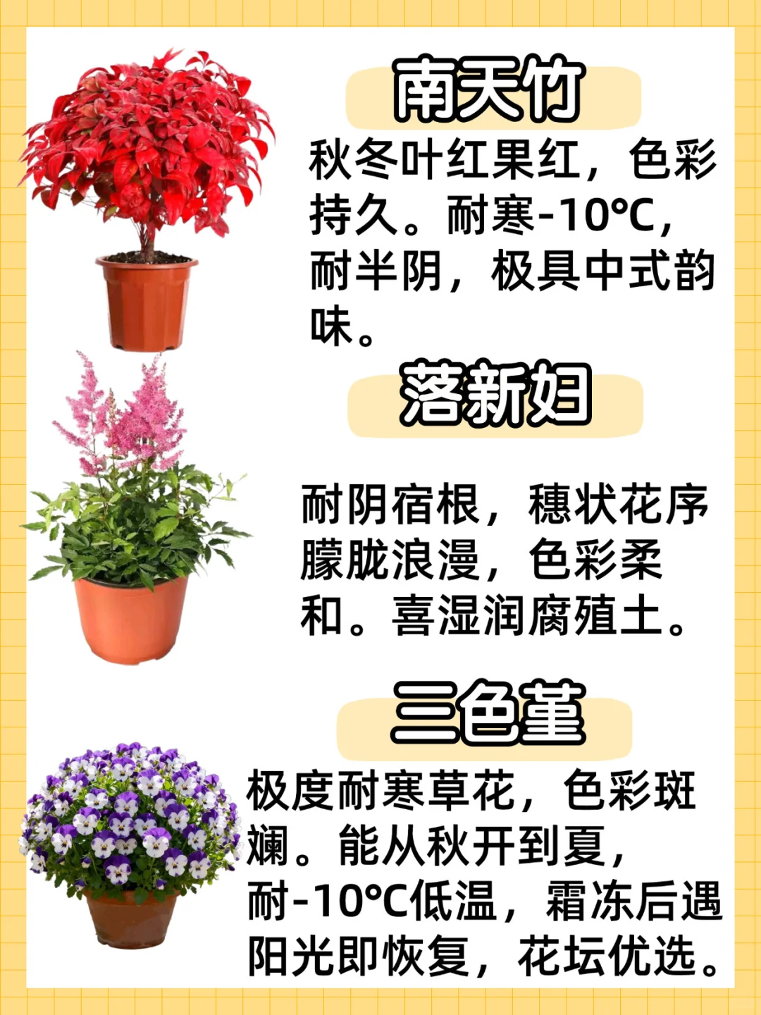 秋冬耐寒植物合集