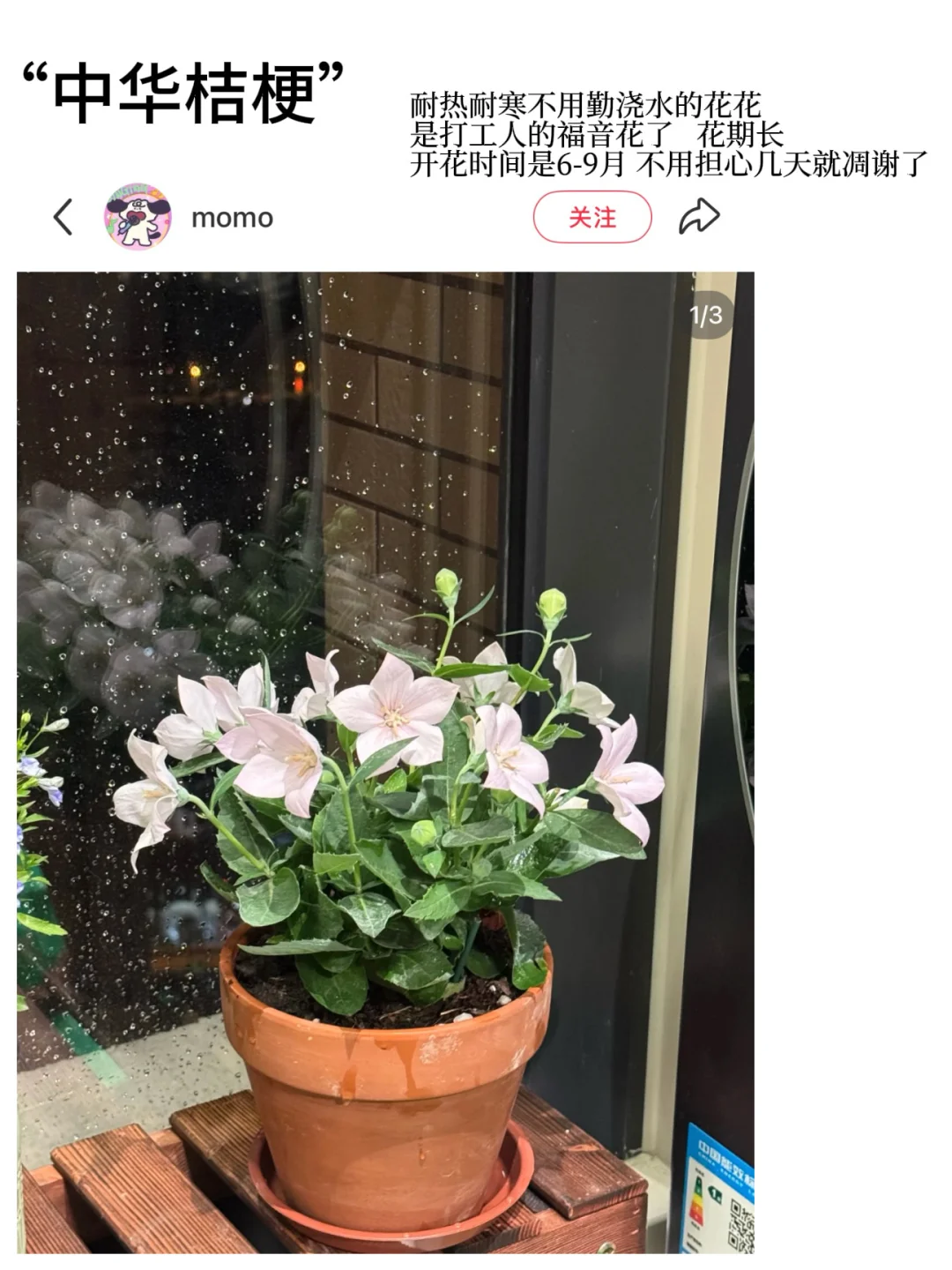 ?适合新手养的高颜值花花｜懒人植物