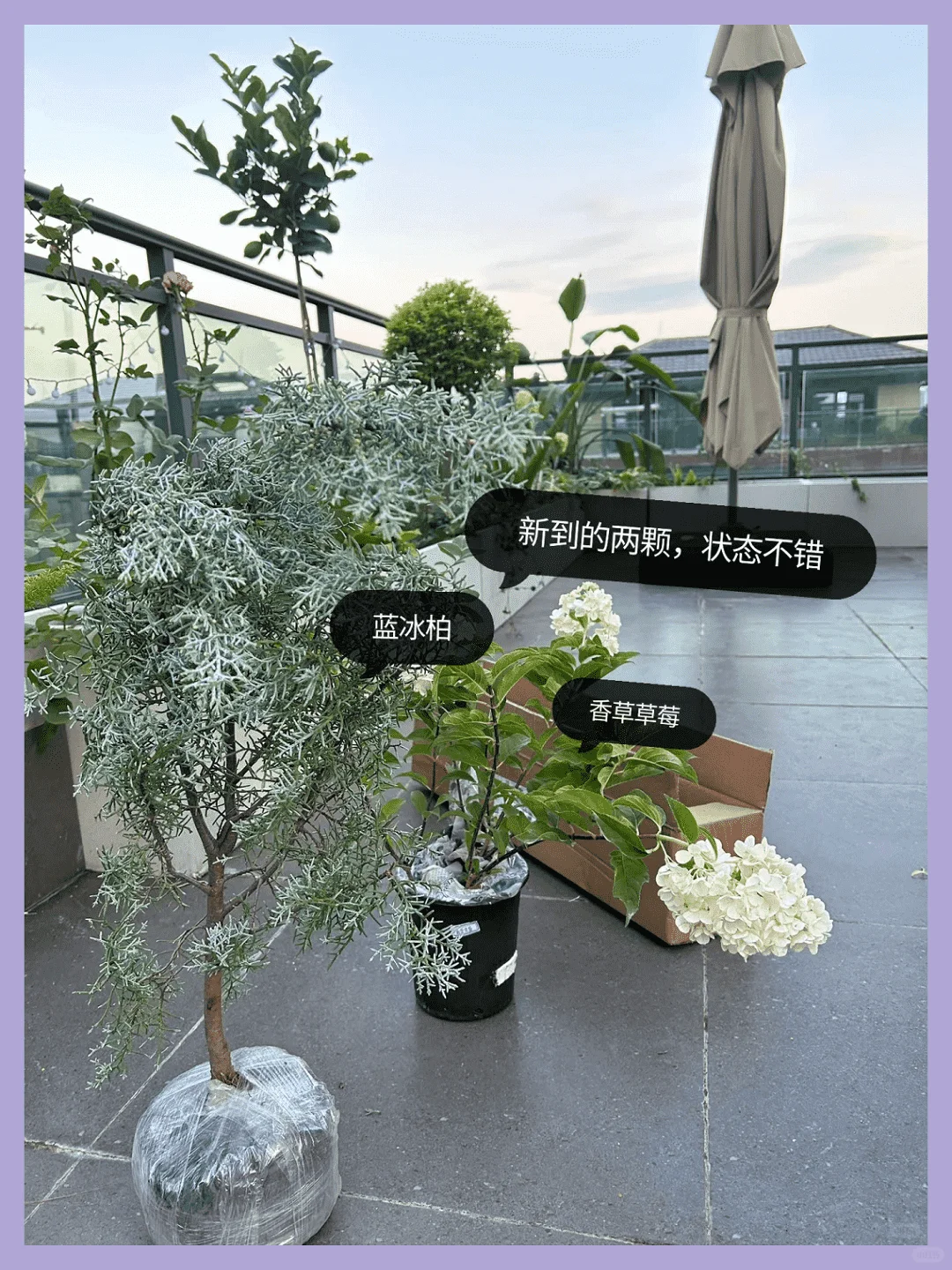 露台改造成绝美花园:高颜值植物