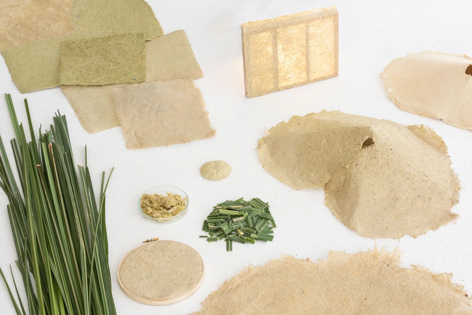 让蒲苇化身可持续设计原料