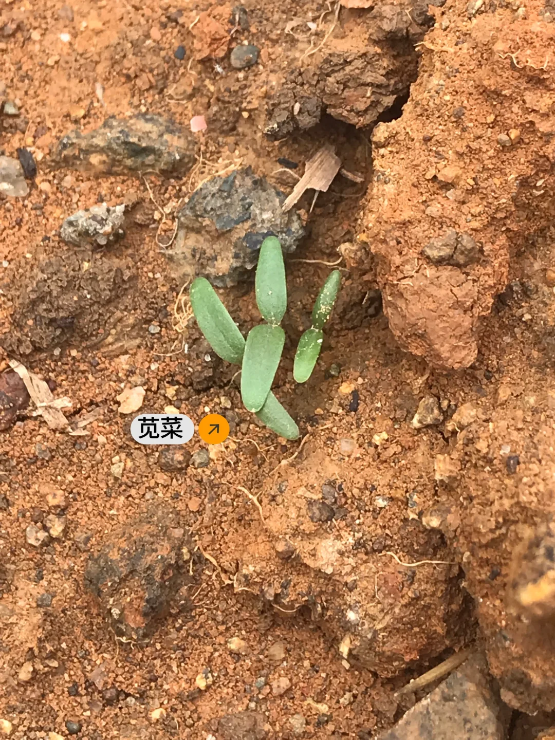 春季种菜的快乐