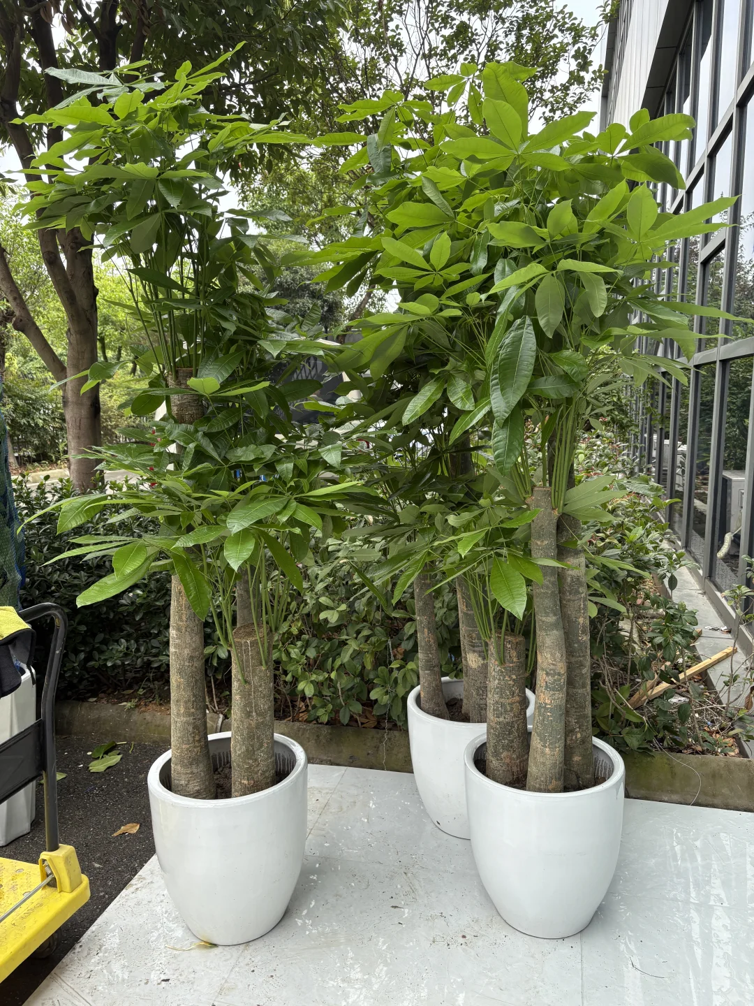 买到超好看的绿植！?