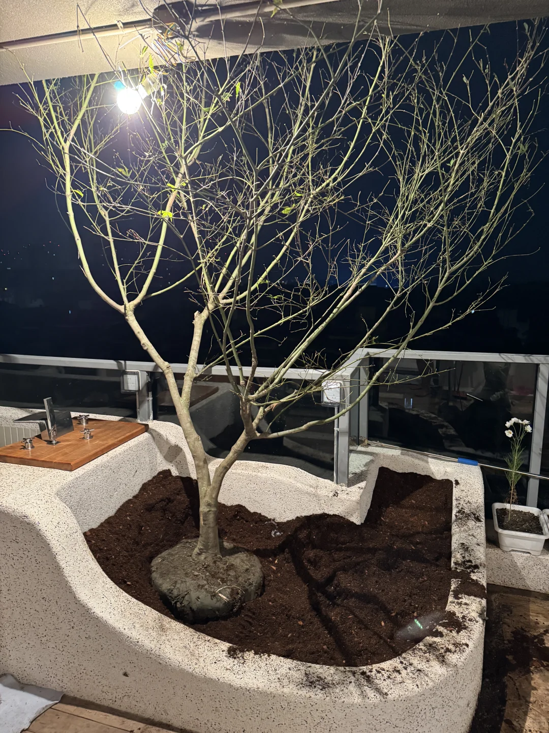 ?生活边角料｜买了棵树? 很重很头疼