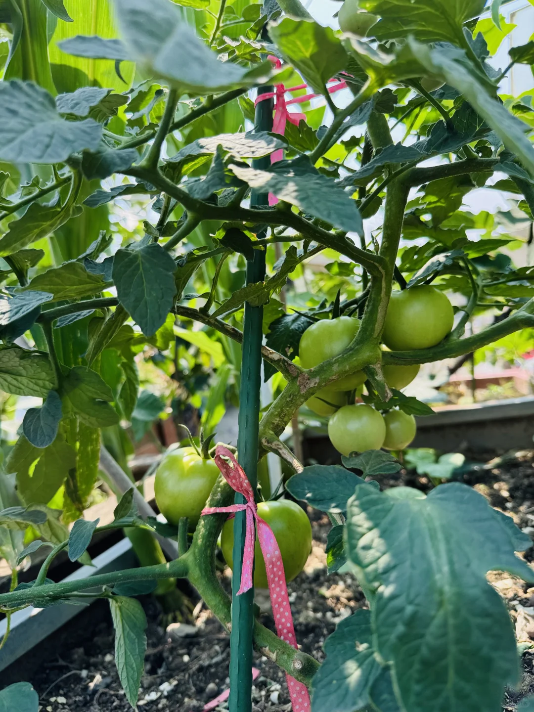 春播的蔬菜开始陆续长大了