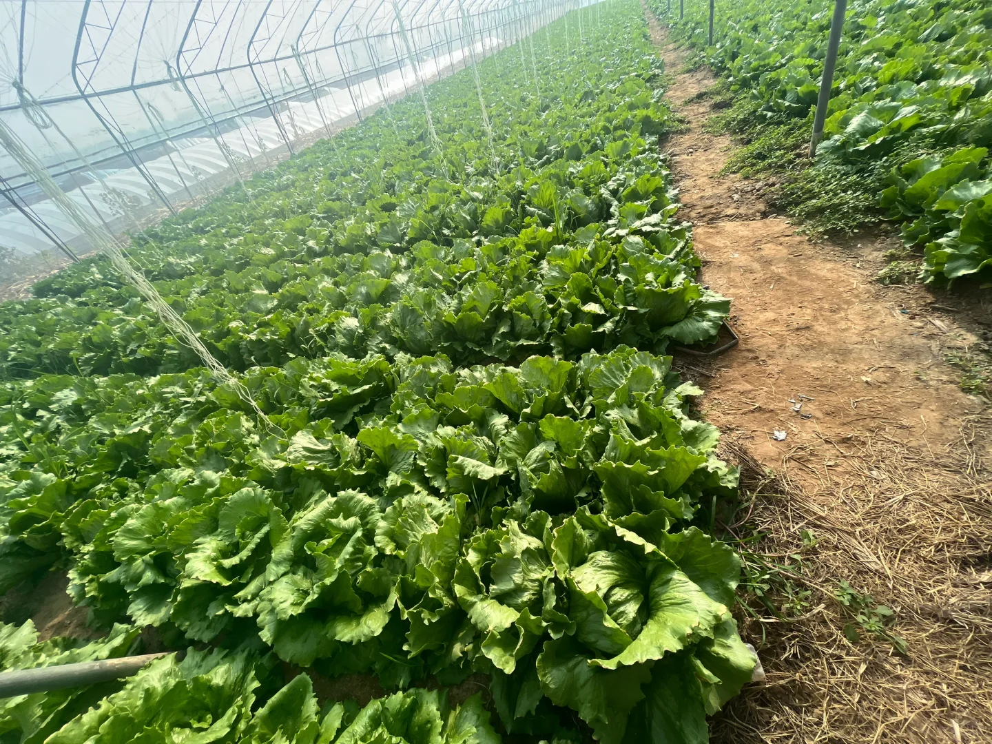 饭店老板的救星⭐蔬菜批发商的日常