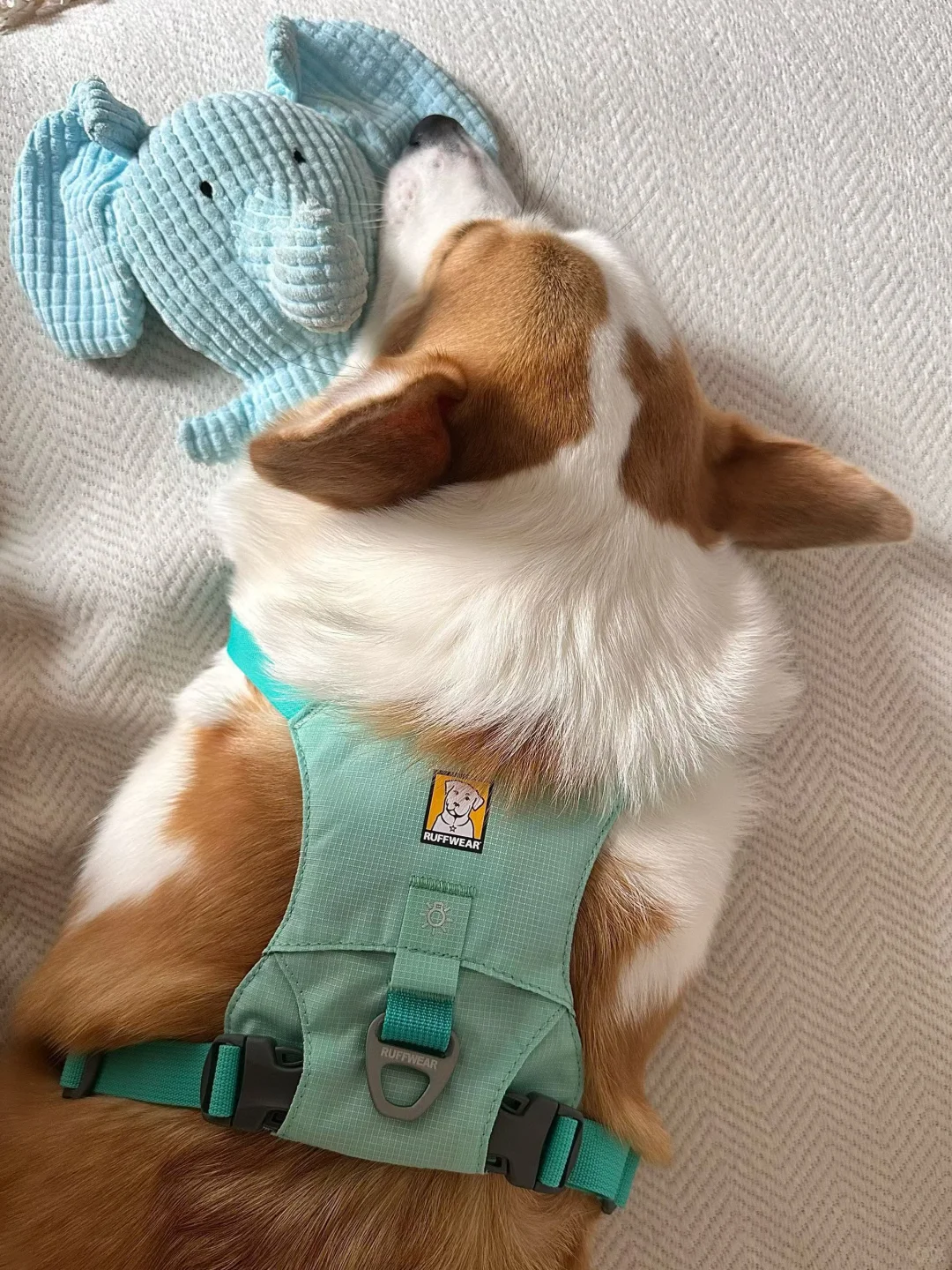 带着小狗探索世界