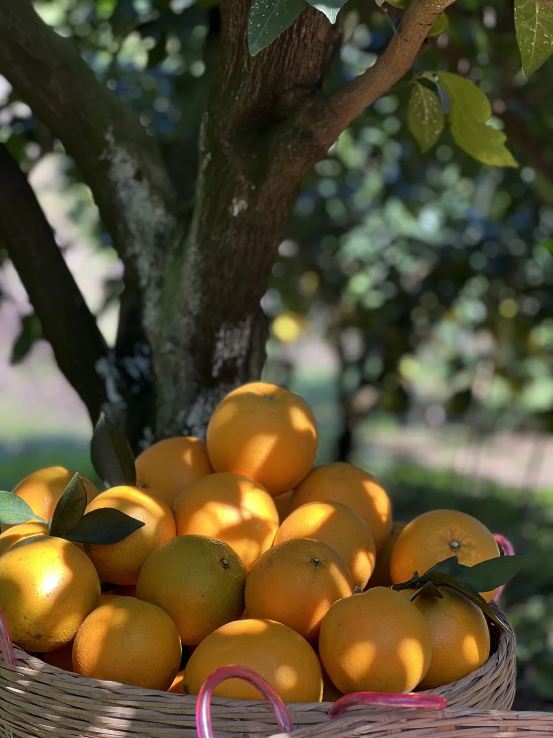 赣南脐橙代理招募|甜蜜事业等你加入