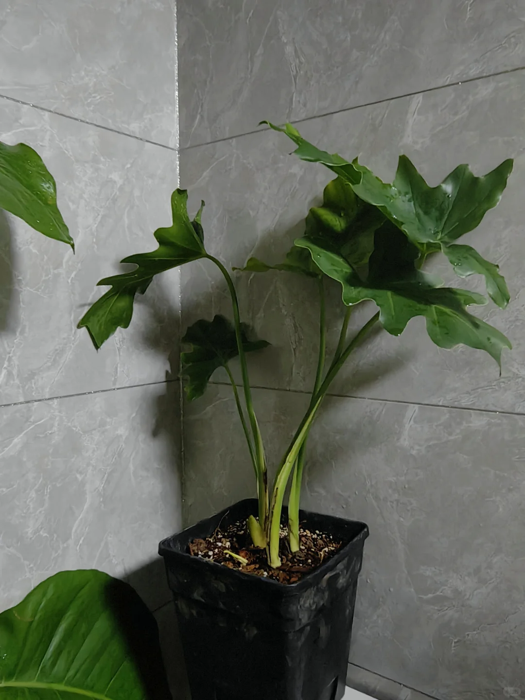 五十三块钱淘来的一堆绿植，也没有谁了吧！