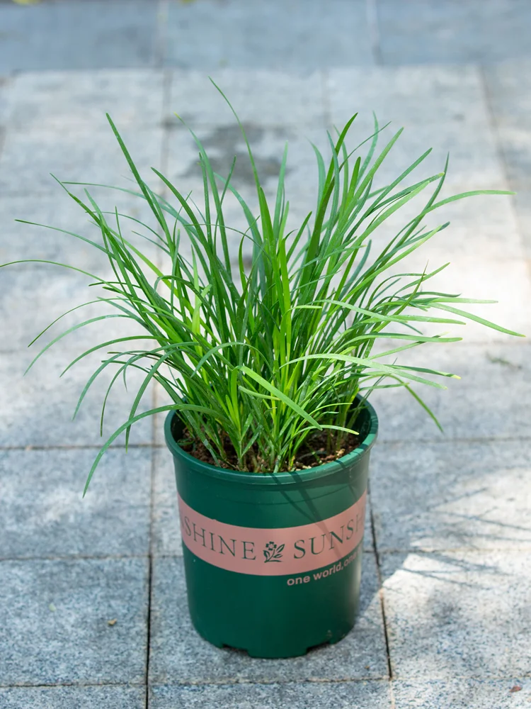 ✨阳台新宠！可食用韭菜盆栽好养