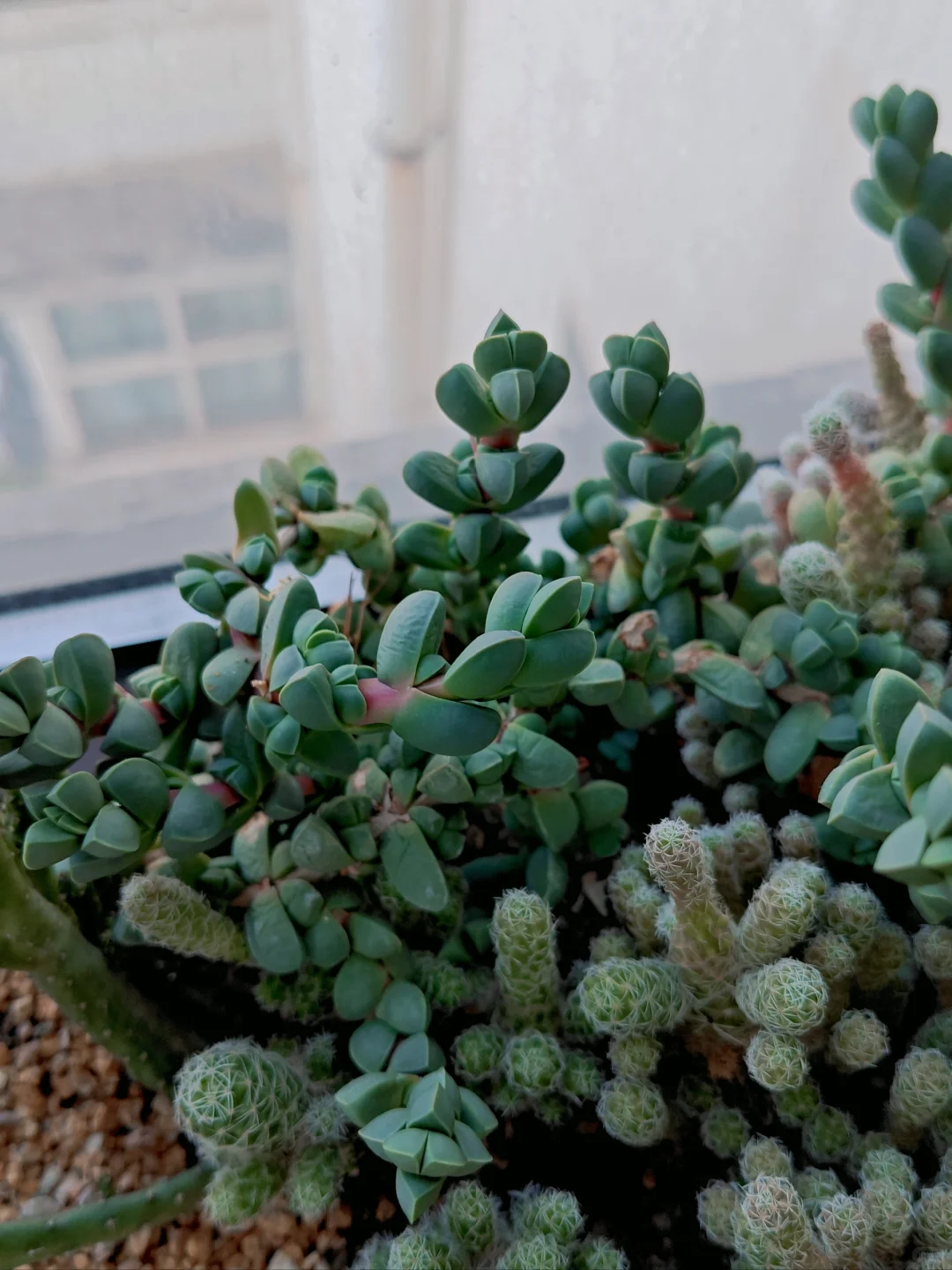 男生喜欢养多肉正常嘛