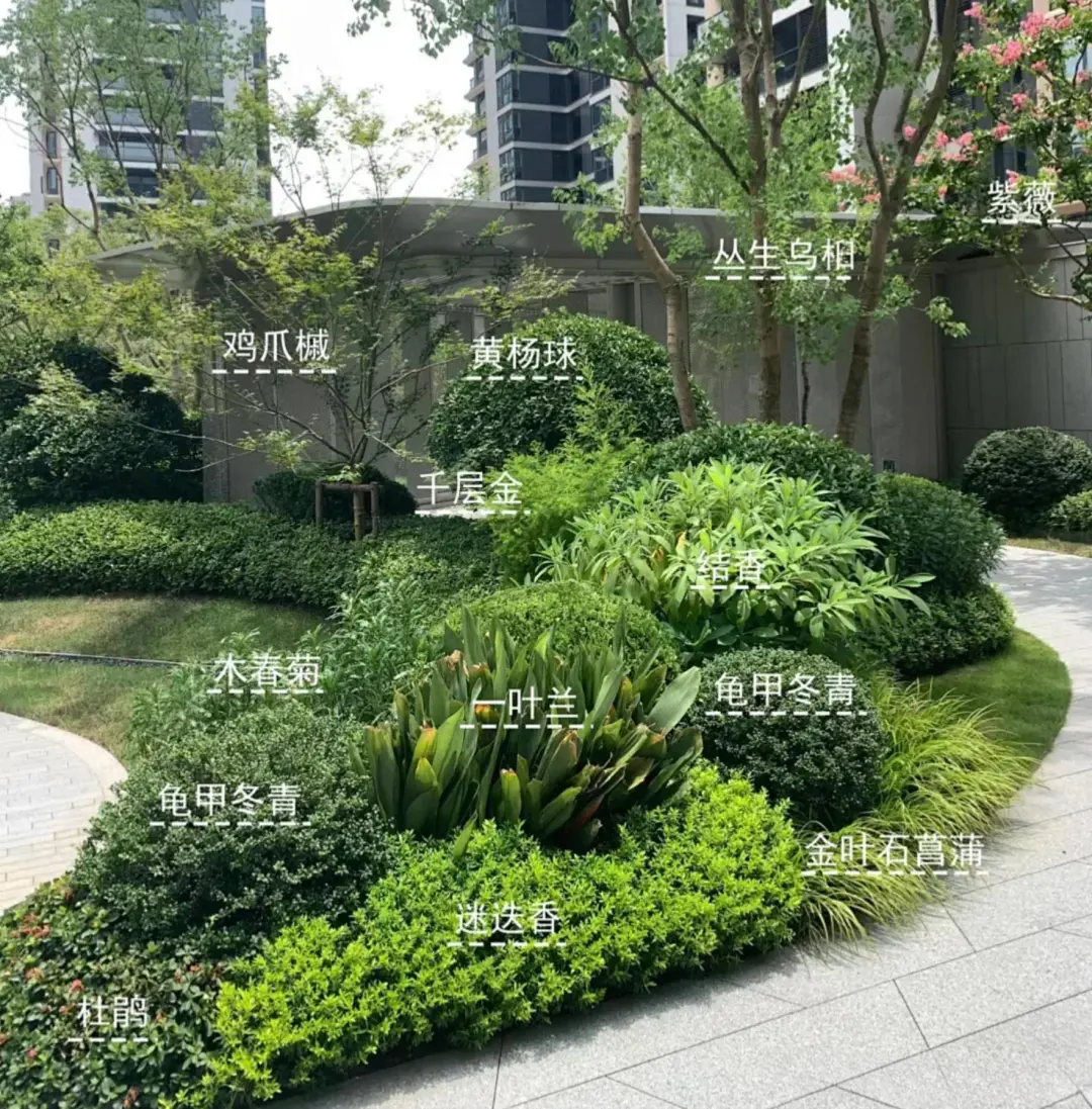植物组团搭配