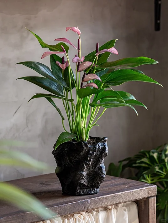 ?送人就送这个❗️皮实、好养、不长虫