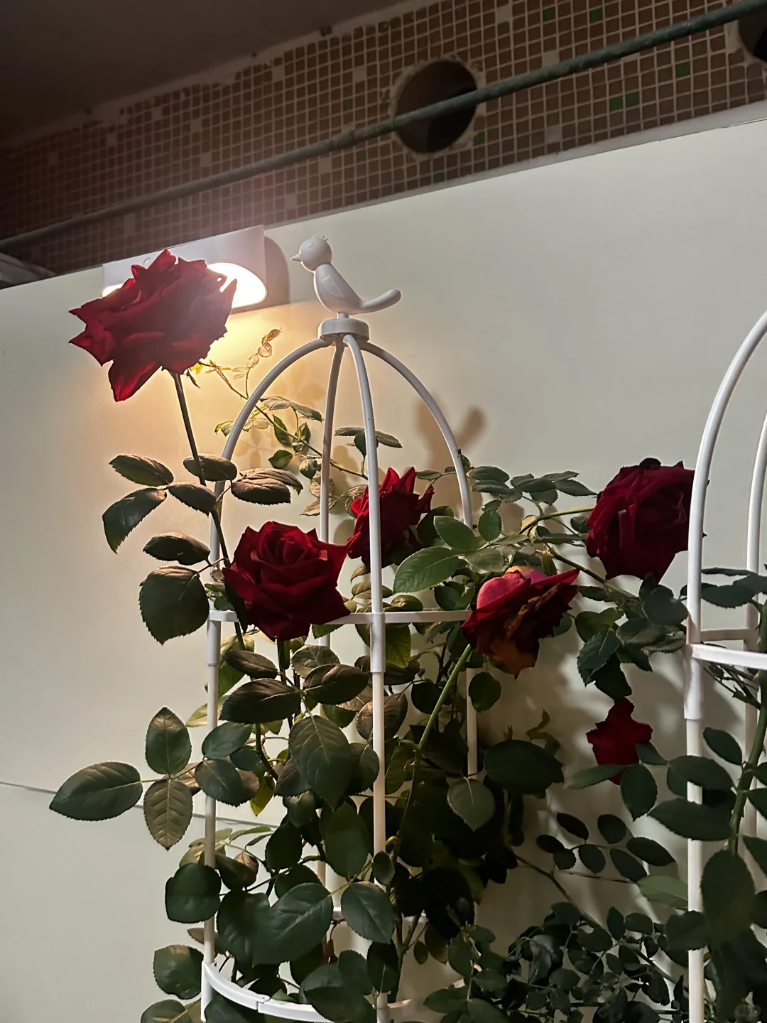 家庭花草种植交流