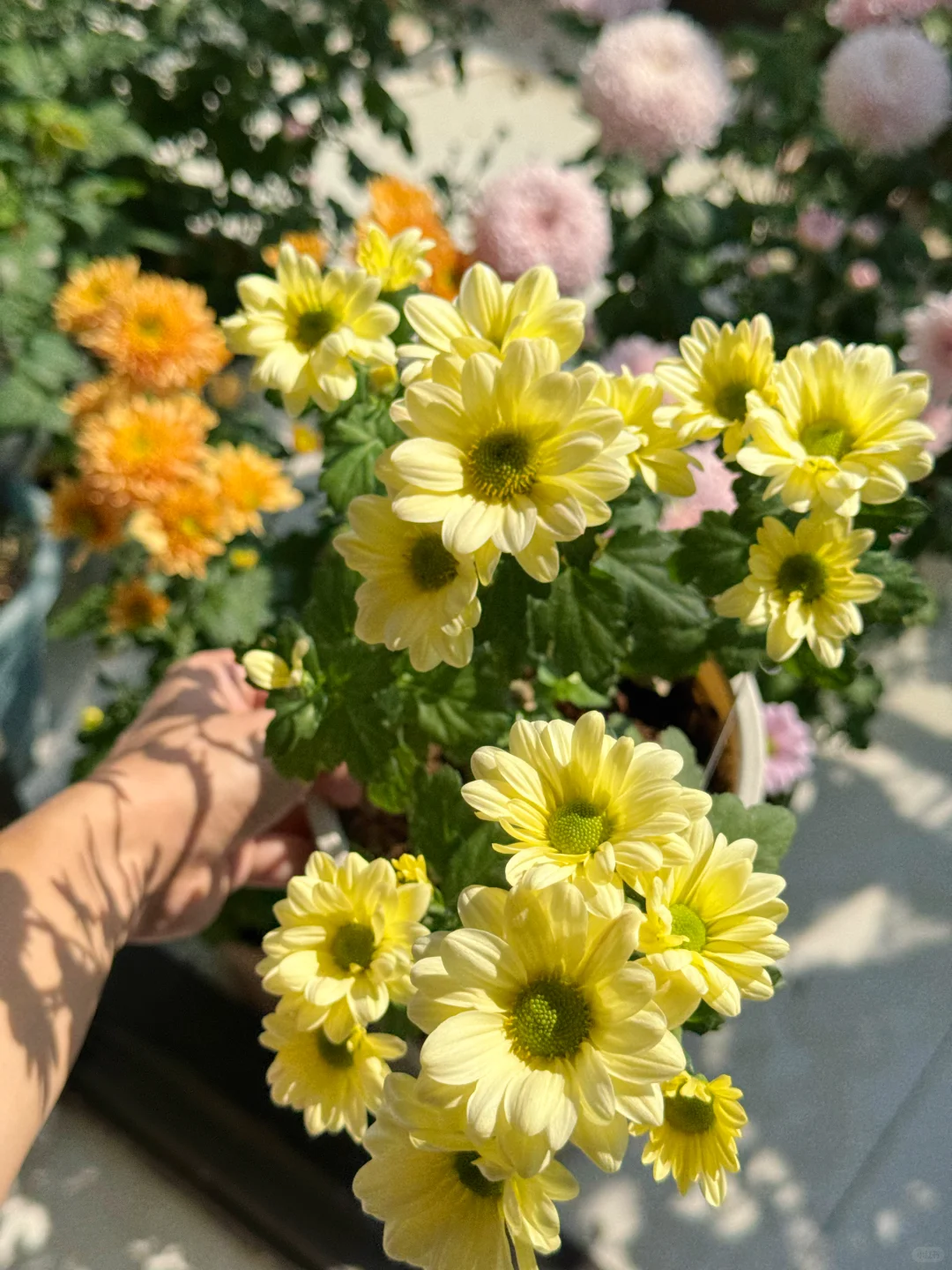 秋天被鲜花和阳光包围的阳台