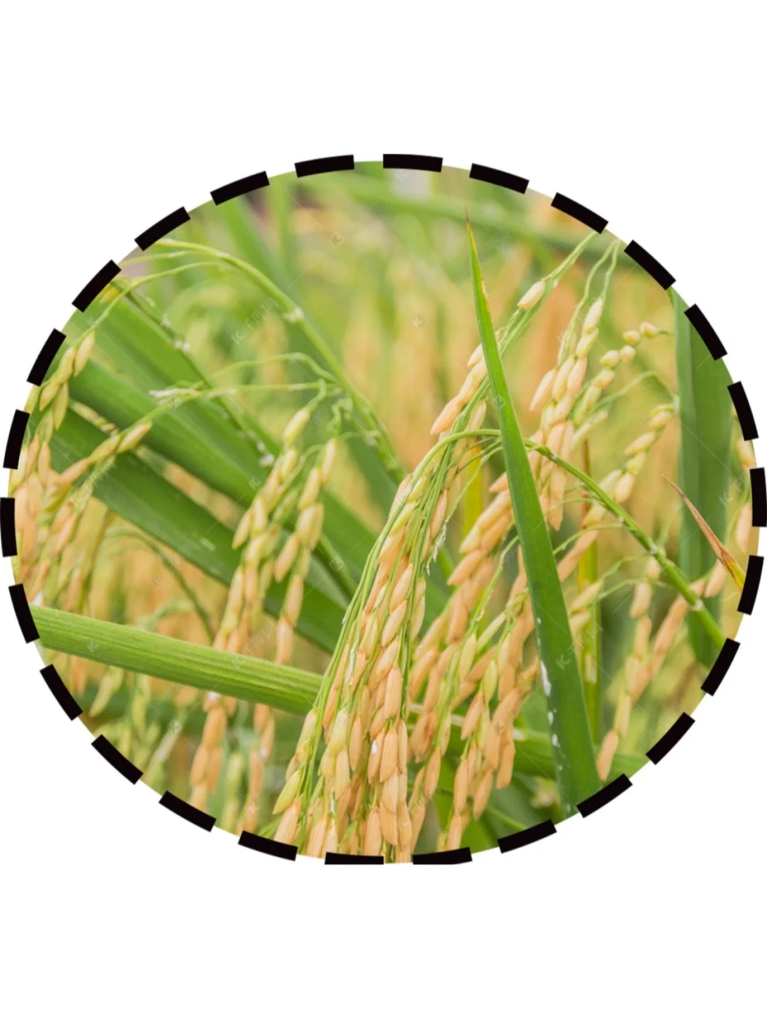 ?幼儿园秋天主题环创，?可直接打印！