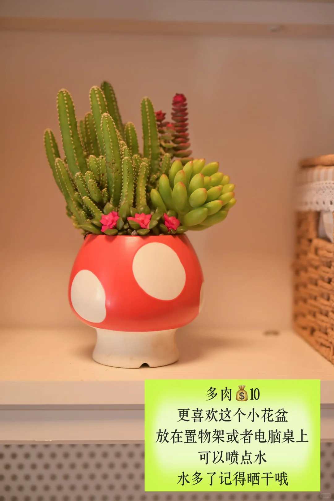 超适合小空间的垂吊植物搭配,简直美翻了心