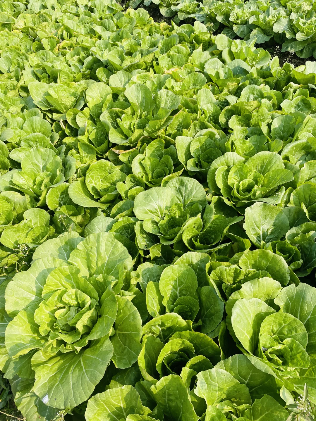 要吃就是绿色健康农家菜?