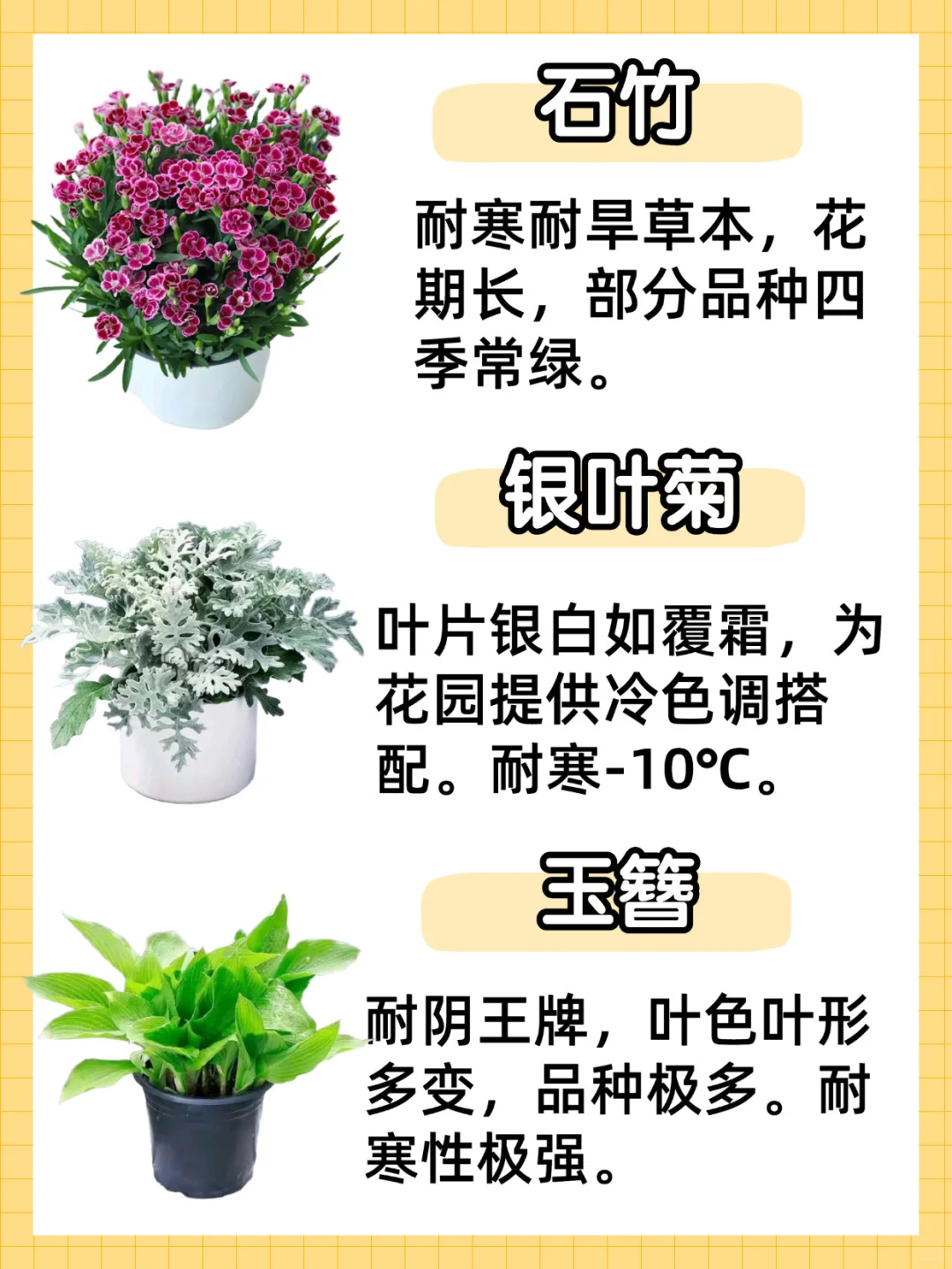 秋冬耐寒植物合集