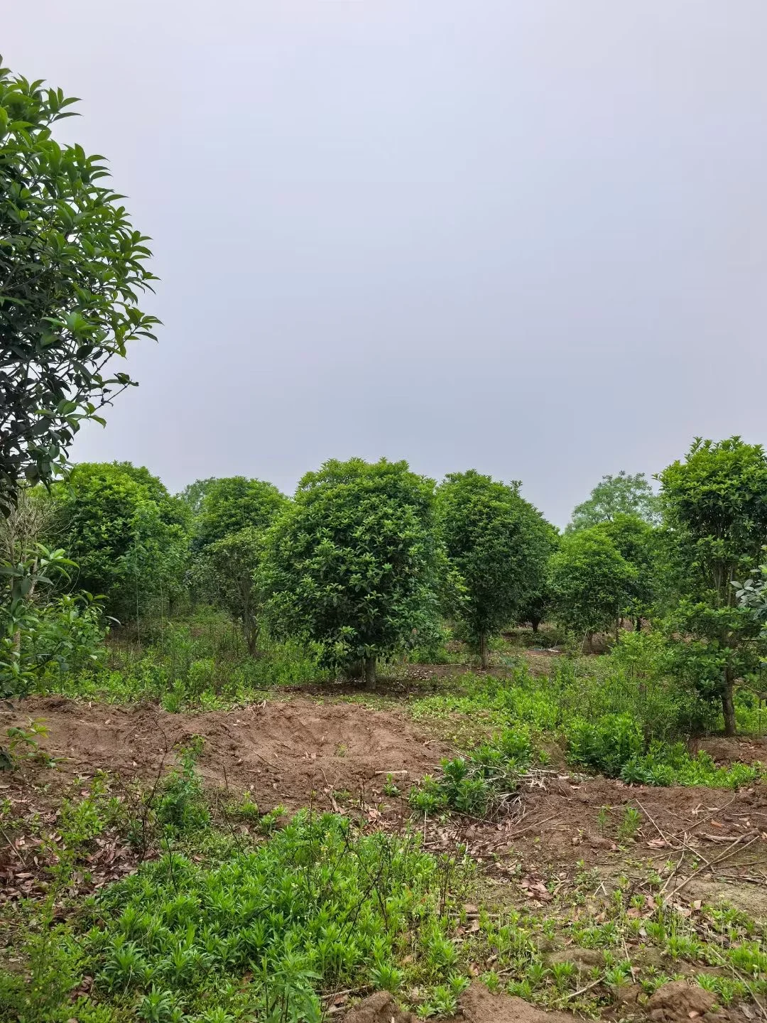 大量苗圃出售
