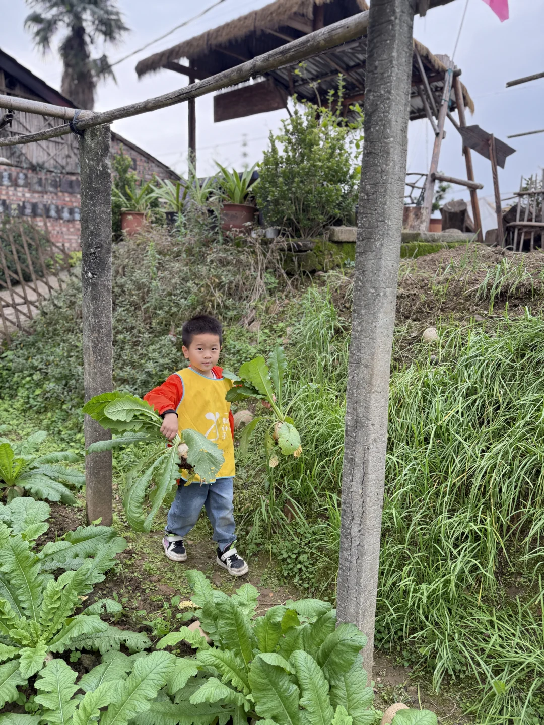 亲子游 | 巴南中坝岛 蔬菜采摘