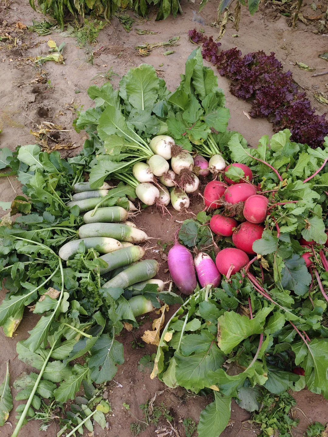 东北农家菜园秋收2️⃣萝卜