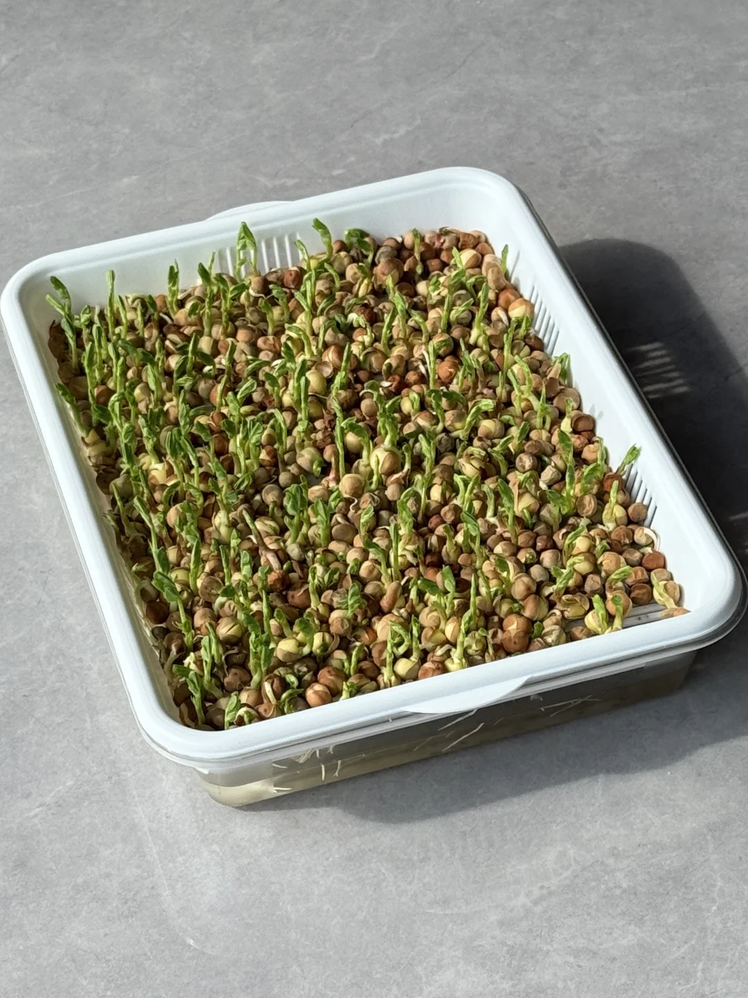 种菜基因觉醒！！！