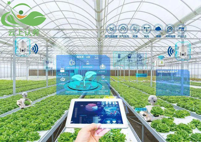 云上认养——智慧农业让种植在“云端”。
