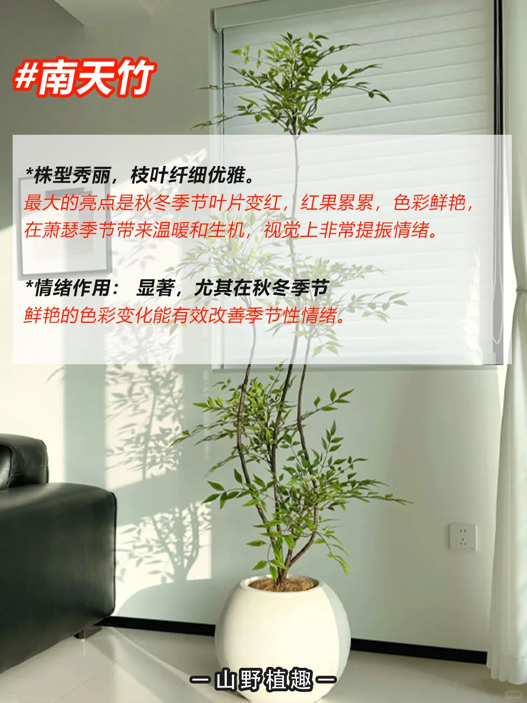 工作、学习压力大的人一定要养的绿植?