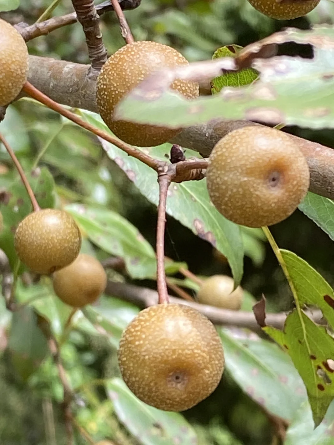 满山的棠棣果。据说棠棣是现在梨的祖先