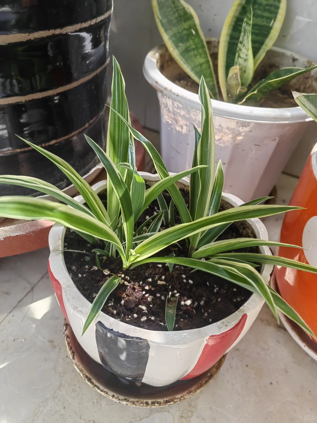 钟爱阳台的花花草草！