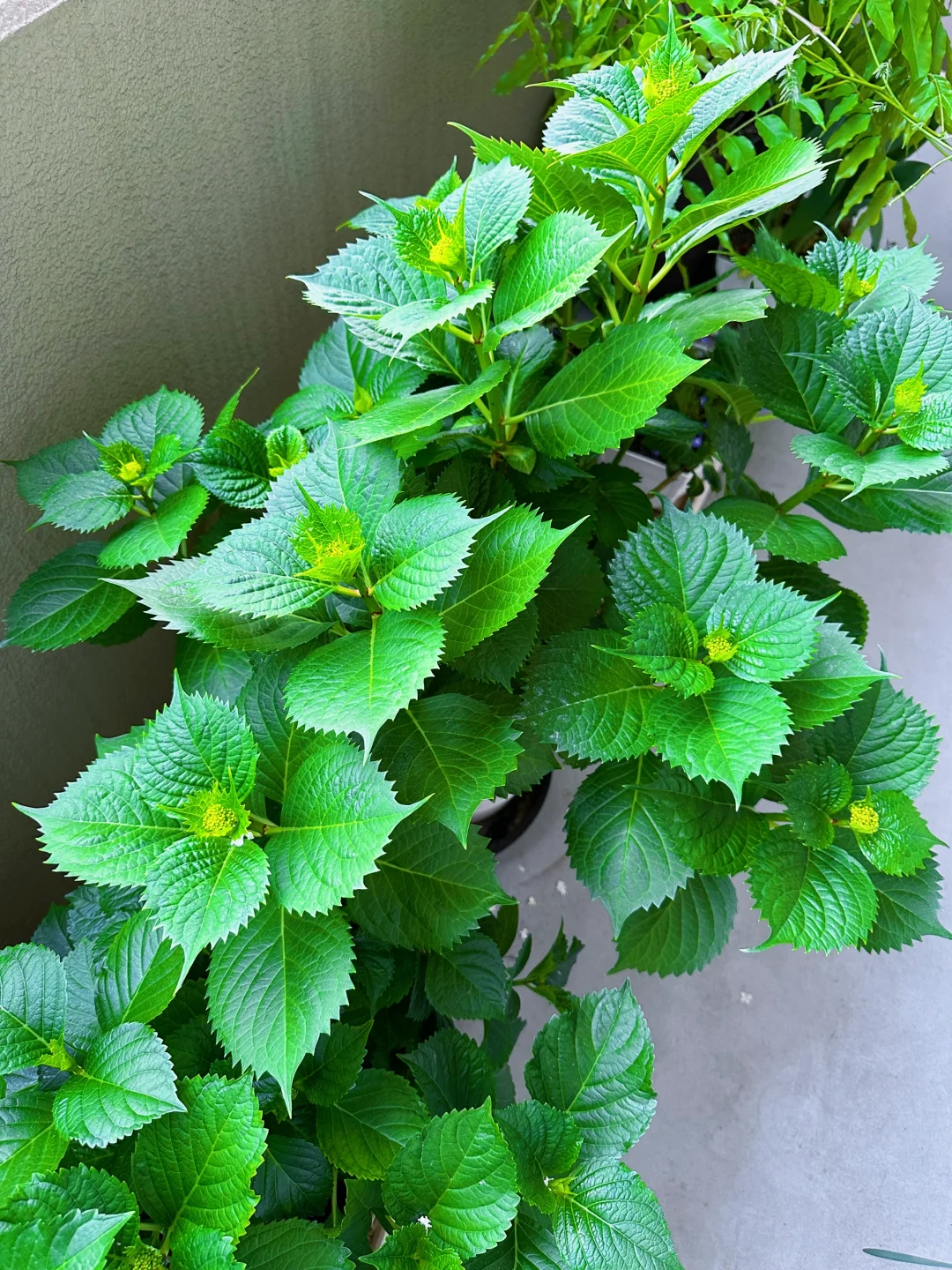 我种了一阳台的花，也不知道叫什么名字