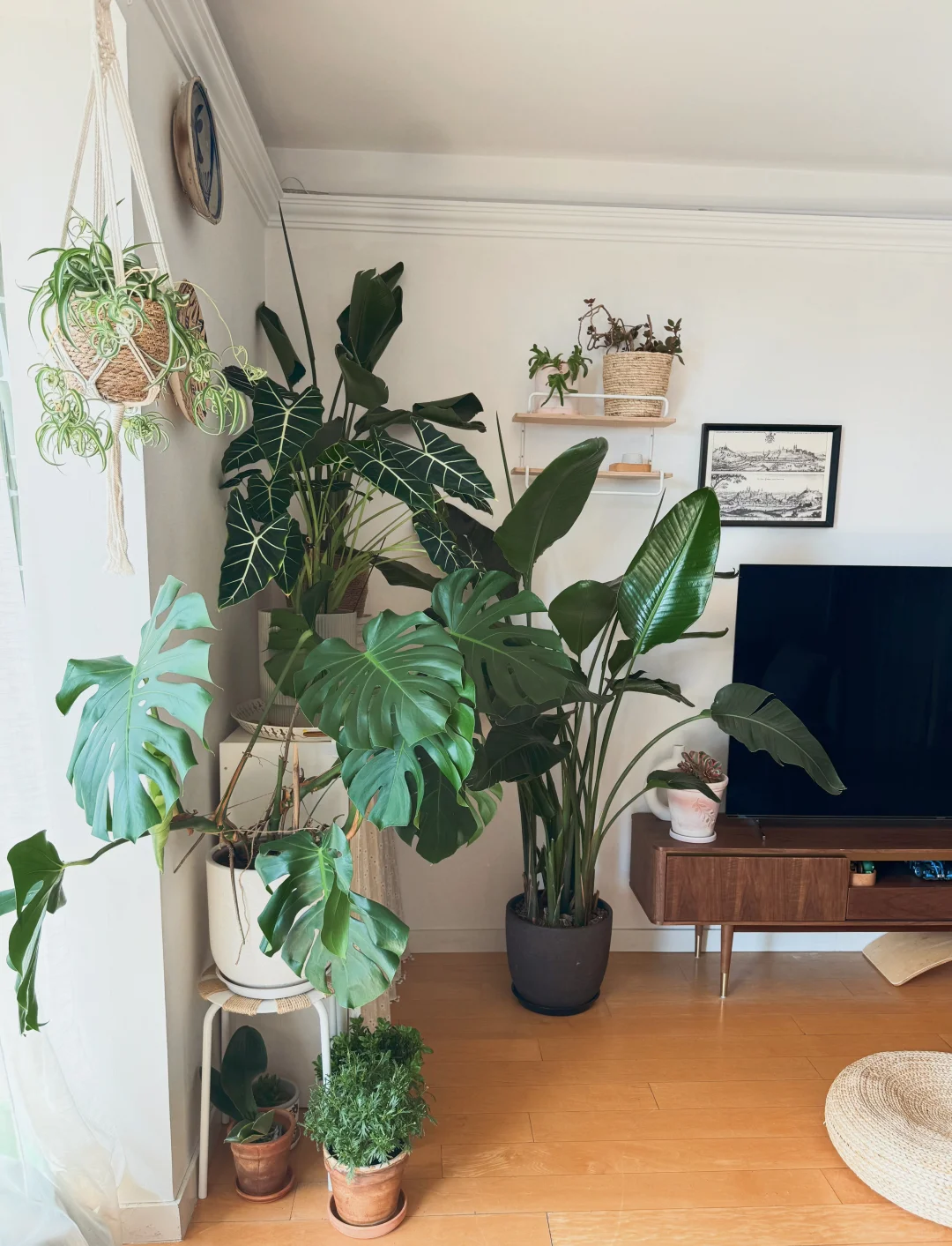 ⸝⸝꙳?i人用绿植爆改出租屋°.