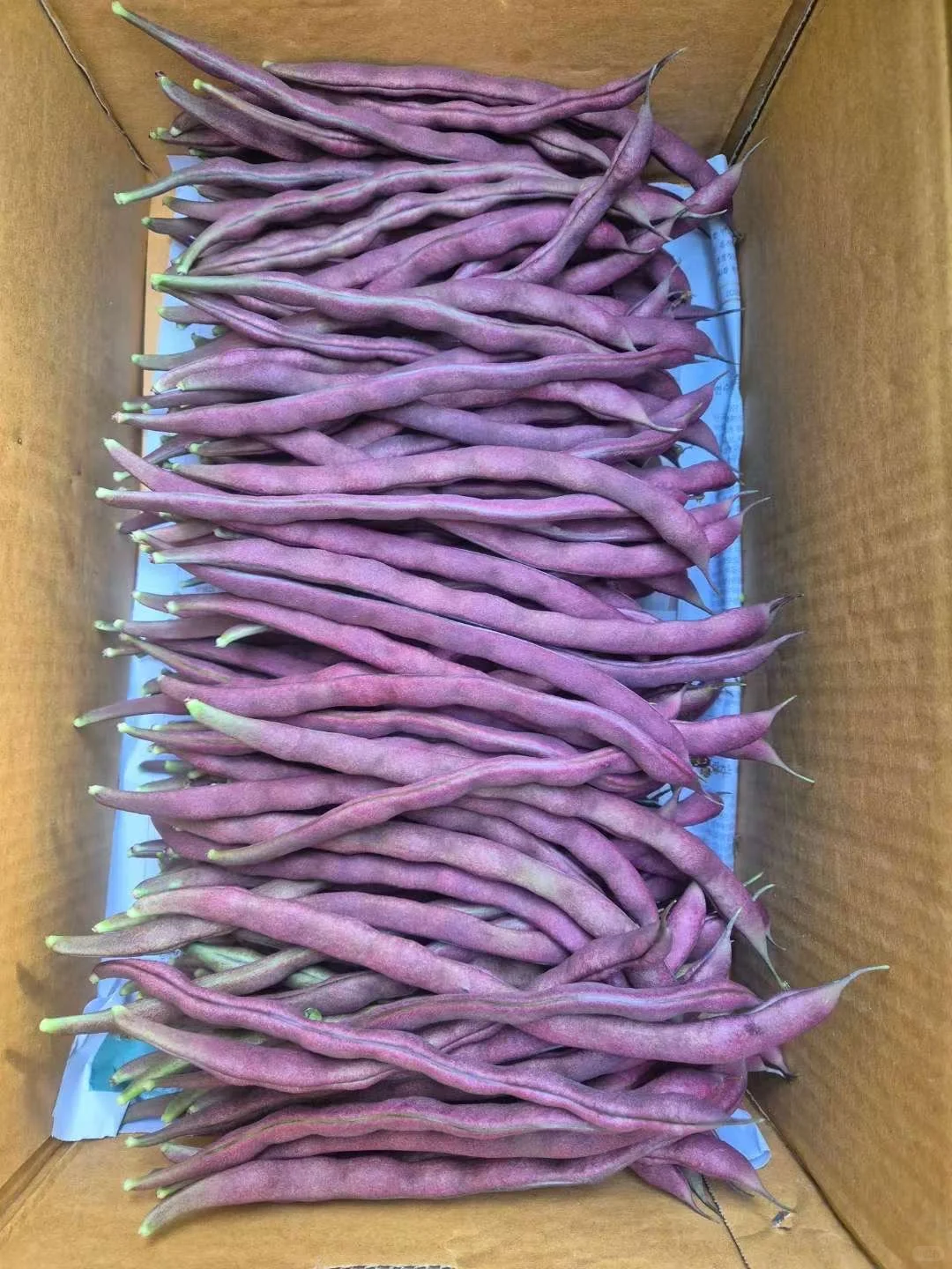 在韩种植的豆角，自己的大棚，保质保量