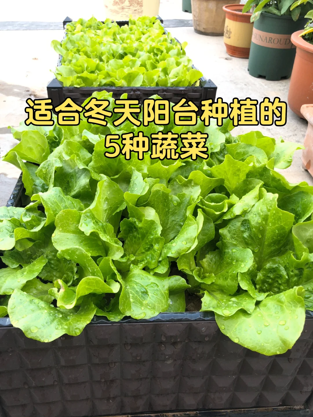 五种适合冬季阳台种的蔬菜，有土有水就能长