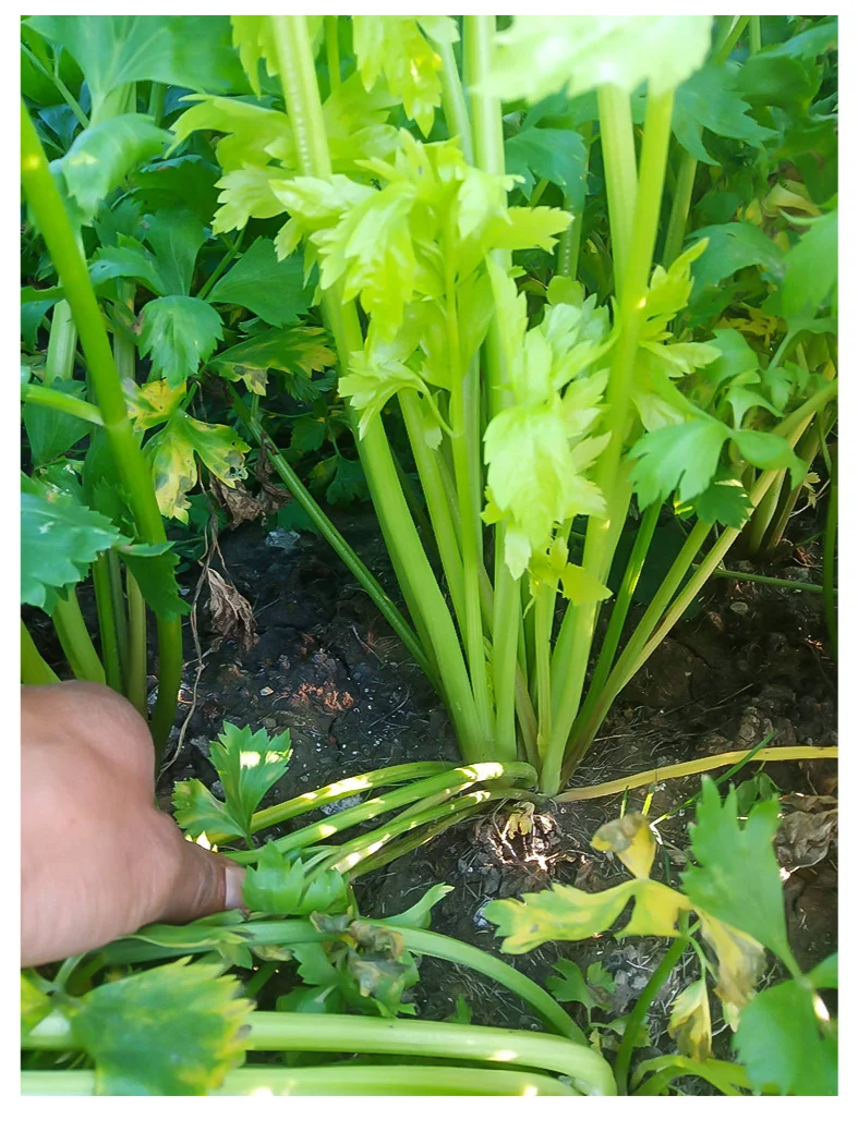 2025年常见蔬菜种植时间来了，抓紧收藏