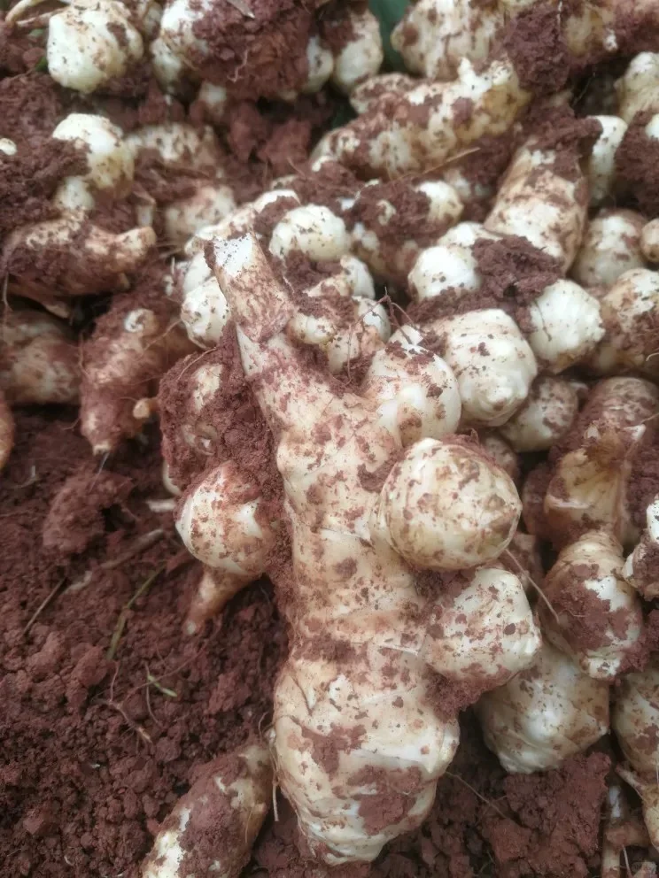 推荐种植的14种根茎作物