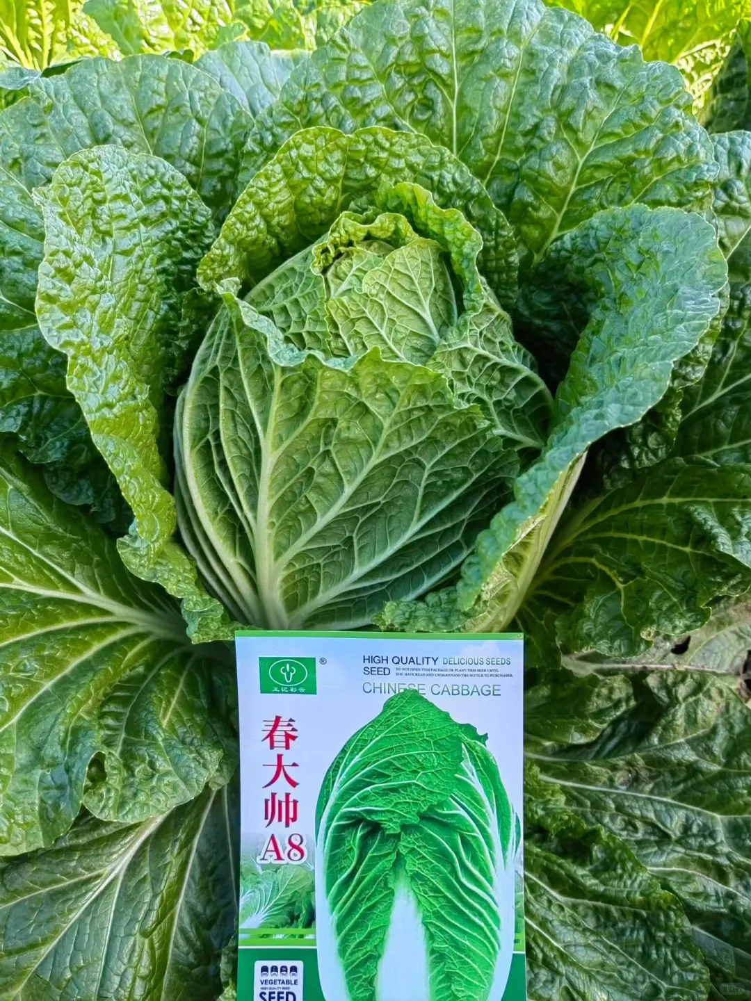 云南，云佳。云佳种业，甘兰种子，甘蓝种子