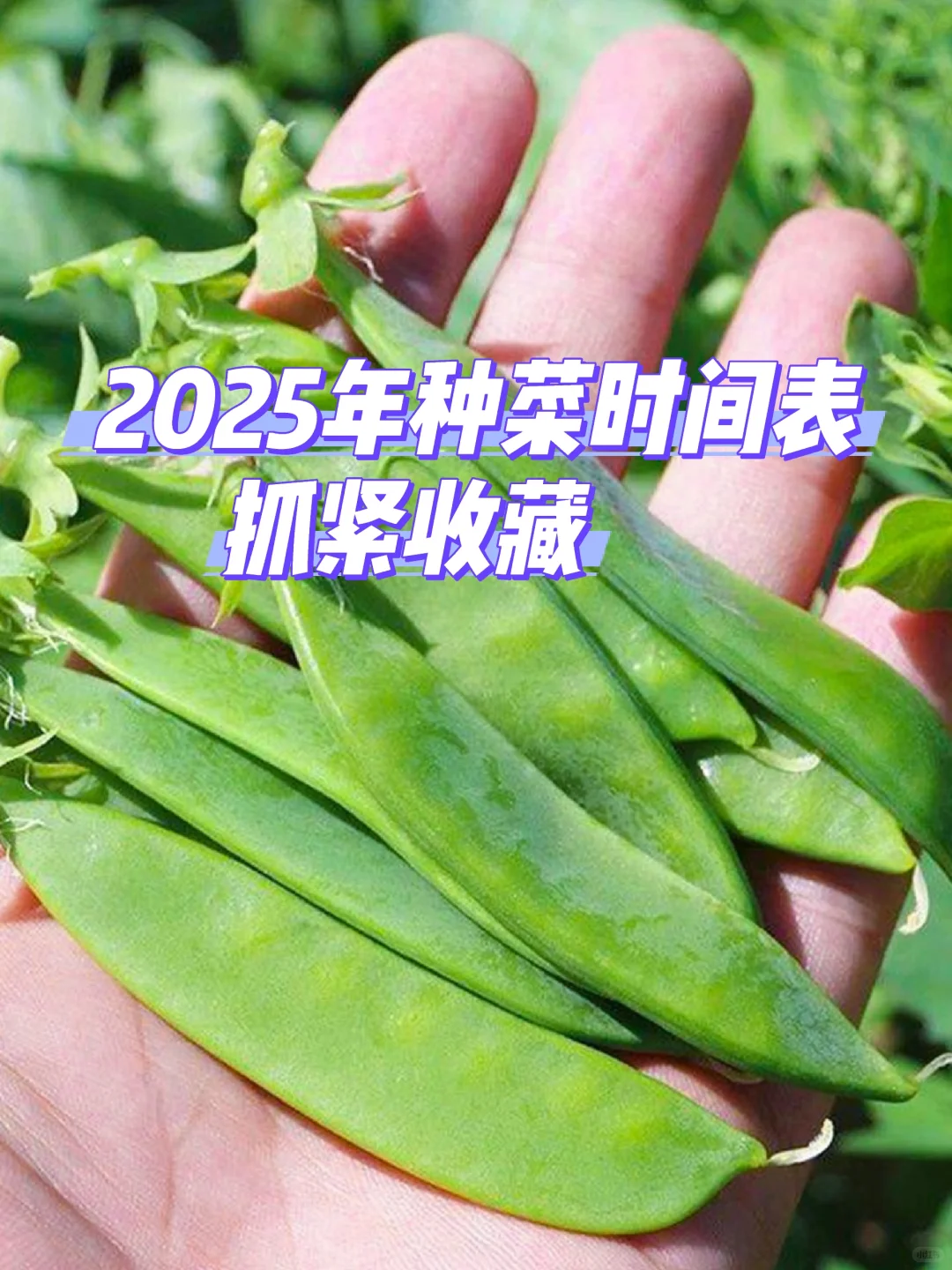 2025年常见蔬菜种植时间来了，抓紧收藏